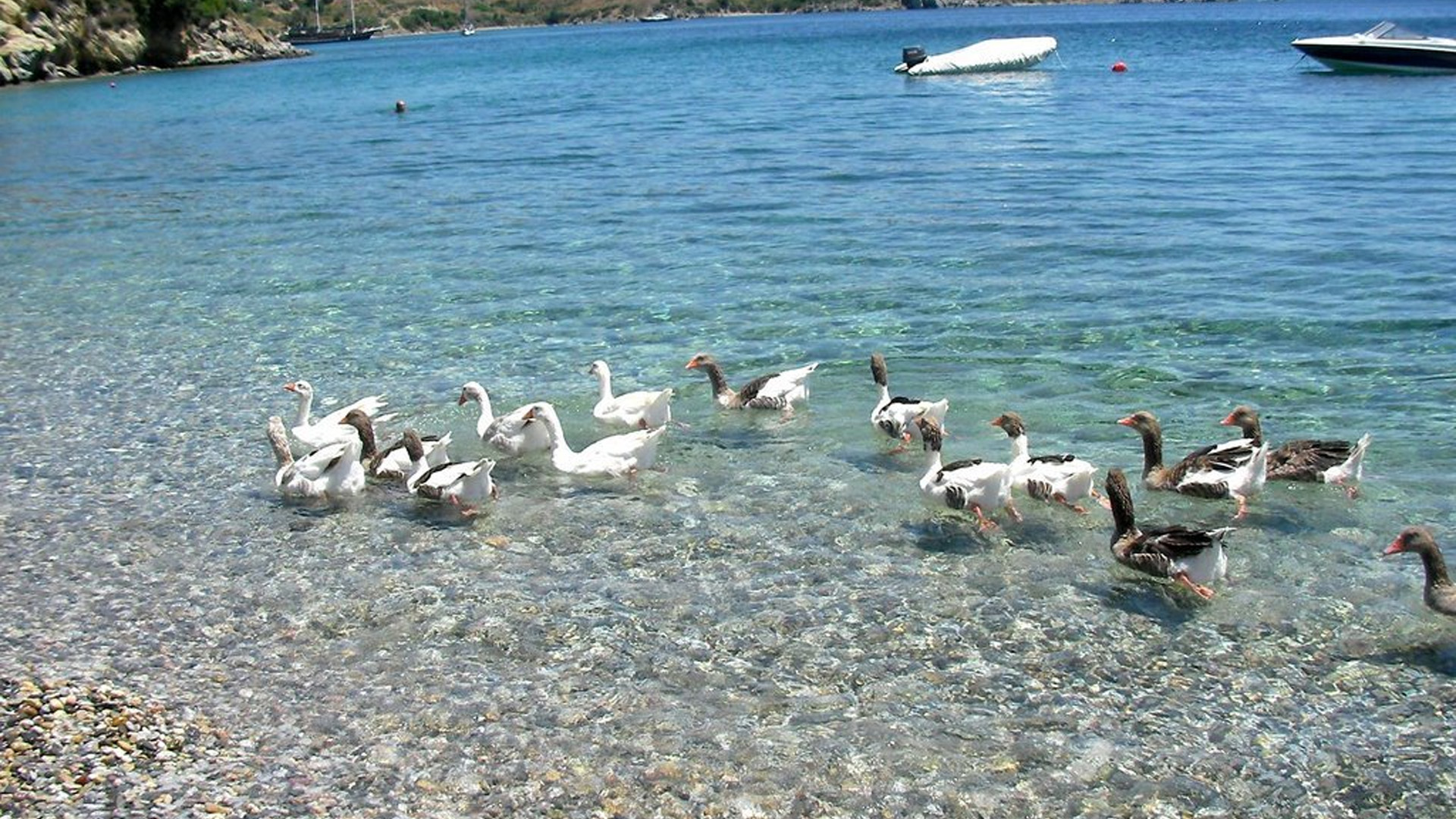 Kargı Bay